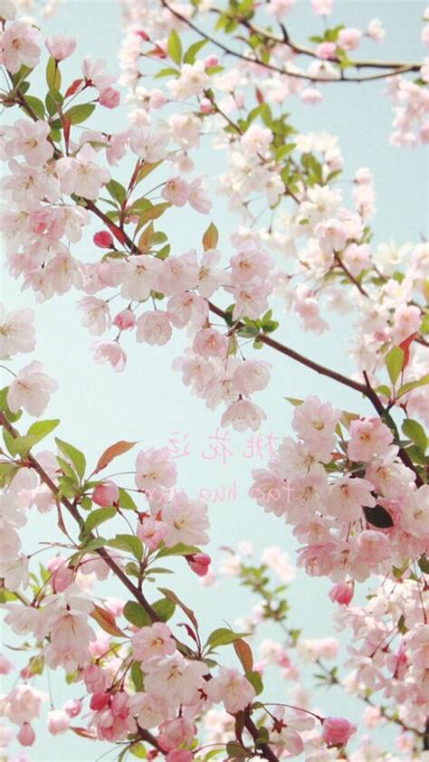 招桃花 桌布